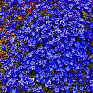 100 Seeds Dark Blue Rock Cress Aubrieta Seeds - Cascade Flower Seeds Perennial Showy Lawn Cover/Groundcover Drought Tolerant Low-Maintenace