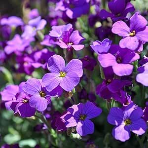 100 Purple Rock Cress Seeds Heirloom Groundcover Seeds Easy to Grow Add Feel to Landscape Vibrant Flowers to Plant Home Outdoor Garden