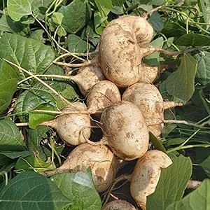 Jicama Seeds 100 Pcs Non-GMO Heirloom Vegetable Seeds for Planting Delicious Sweet Mexican Yam Bean, Mexican Turnip Seed Home Garden