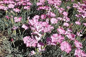 Cottage Pink Seeds (Dianthus plumarius), Pack of 2000 Seeds, Wild Pink Dianthus, Pink Flower Seeds, Perennial Flower Seeds for Planting Outdoor, Pink Dianthus, Garden Pink