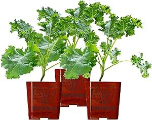 Three (3) Live Kale Plants | Dwarf Blue Curled Vates Variety | 5" - 8" Plants