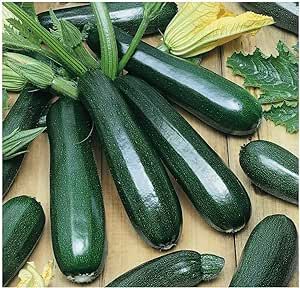 Zucchini Black Beauty FBA-0007 (Green) 25 Non-GMO, Heirloom Seeds