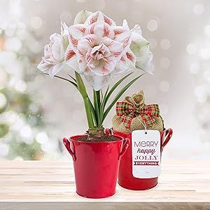 Garden State Bulb Galaxy Nymph Double Amaryllis Bulb Gift Kit with Red Container, 26/28cm - Festive Holiday Decoration and Gift (Red Container)