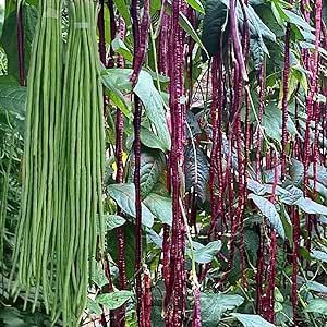 100+ Seeds Snake Oriental Yard Long Asparagus Pole Bean Seeds for Planting Red and Green Noodle Beans Heirloom Non-GMO Delicious Vegetable Seeds(50 Pcs for 2 Pack)