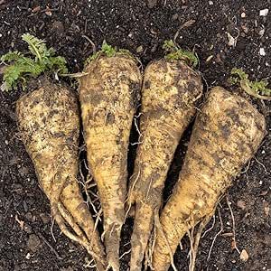 Parsnip Seeds for Planting - 100 Heirloom Non GMO Seeds - Plant & Grow Hollow Crown Parsnip Seeds in Your Home Outdoor Vegetable Garden - Full Planting Packets with Full Instructions, 1 Packet