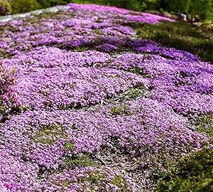 15000+ Creeping Thyme Ground Cover Seeds for Planting - Magic Perennial Flower Landscaping Seeds for Garden