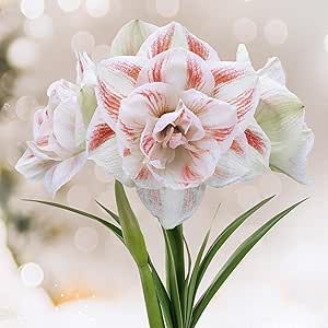 Garden State Bulb Galaxy Nymph Double Amaryllis Flower Bulb, 26/28cm (Bag of 1) Double Blooms, Holiday Flowers for Indoor Forcing!