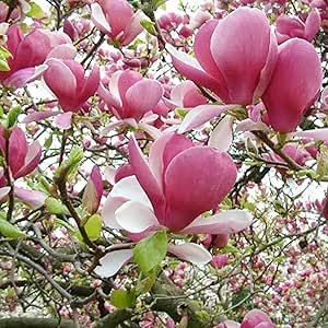 CHUXAY GARDEN Yulan Magnolia Tree Seed 5 Seeds Magnolia Liliflora Deciduous Tree Spectacular Outdoor Striking Landscaping Plant Great for Balcony Garden Yard Low-Maintenance