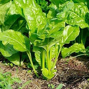 CHUXAY GARDEN Spinacia Oleracea Seed 200 Seeds Organic Spinach Edible Leafy Green Vegetable Sow Winter Indoor Planting Outdoor Seasoning Culinary Plants Robust Flavor Great for Cooking