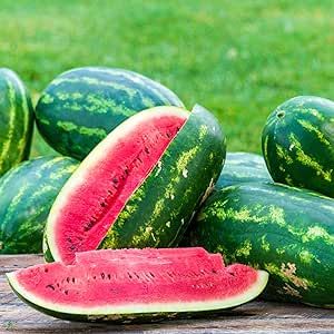 50 Sangria Watermelon Seeds Easy to Grow Tasty and Sweet Fruit Non-GMO Heirloom Organic Fruit Seeds to Plant Home Outdoor Garden