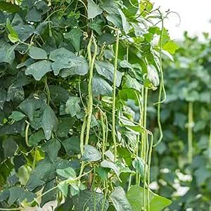 Yard-Long Asparagus Pole Bean Seeds 100 Pcs Heirloom Non-GMO Vegetable Seeds for Planting Delicious Green Noodle Beans Seed Garden Outdoor