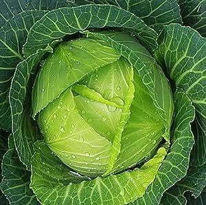 Cabbage Seeds for Planting – Non-GMO Heirloom Vegetable Seeds – Full Instruction Packets to Plant in Your Home Outdoor Garden – Gardening Gift – 200 Copenhagen Cabbage Seeds Per Pack (1 Packet)