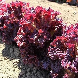 Purple Lettuce Seeds 90 Pcs Non-GMO Heirloom Vegetable Seeds for Planting Open Pollinated Delicious Home Garden Seed Great Gardening Gift