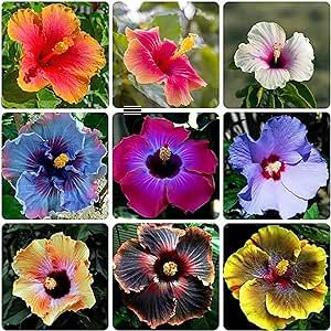 CHUXAY GARDEN Mixed Hibiscus Flower Seed 300 Seeds Colorful Perennial Tropical Hibiscus Non-GMO Showy Accent Plant Assorted Collection Great Ornamental Features Low-Maintenance