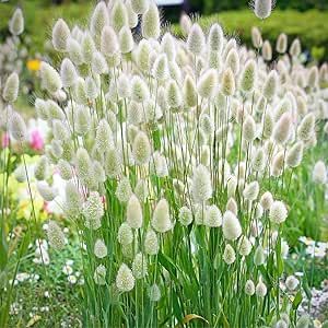 CHUXAY GARDEN Lagurus Ovatus Seed 100 Seeds Hare's Tail Grass Ground Cover Bunny Tails Dried Flowers Landscaping Rocks All Season Ornamental Grass Seed Low-Maintenance