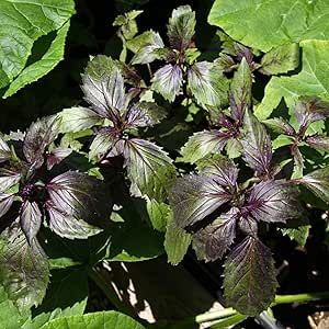 Corsican Basil Seeds Ocimum Basilicum 'Minimum' Compact and Low Growing Basil Plant Culinary Uses Gardens Containers Outdoor 30Pcs Vegetable Seeds by YEGAOL Garden
