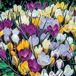 BRECK'S - Species Crocus Multicolored Mixture Dormant Spring Flowering Bulbs - Each Offer Includes 100 Bulbs