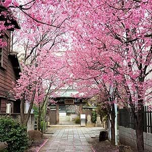 50 Bonsai Tree Japanese Sakura Seeds Rare Japanese Cherry Blossoms Flowers Seeds in Bonsai Pink Prunus Serrulata Fragrant Fast-Growing Low-Maintenance