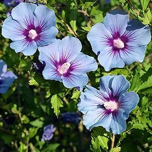 QAUZUY GARDEN 15 pcs Blue Rose of Sharon Hibiscus Seeds, Heirloom Flowers Seeds for Planting in Home Garden and Wall Edges and Fences