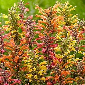 30 Mixed Color Agastache Seeds Easy to Grow Fragrant Delight Flower Attract Pollinators and Hummingbirds for Garden Planting