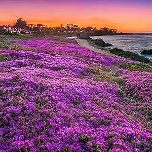 Magic Creeping Thyme Seeds 15000+ Seeds Beautiful Ground Cover Plants Seeds Easy to Plant and Grow Perennial Flower Landscaping Seeds for Garden