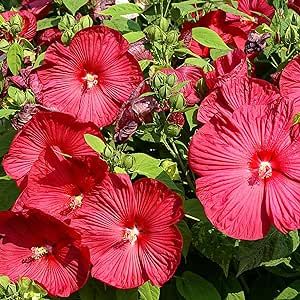 10 Red Hardy Hibiscus Seeds Add Feel to Landscape Make Ried Flower Crafts Cut Flowers to Plant Home Outdoor Garden
