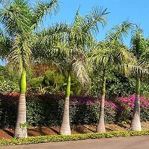 10 Roystonea Regia Seeds Florida Royal Palm Seeds Large Palm Low Maintenance Add Feel to Landscape to Plant Home Outdoor Garden