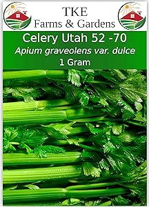 TKE Farms, Celery Seeds for Planting, Utah 52-70, 1 Gram Approximately 2500 Seeds, Apium graveolens VAR. Dulce, Non-GMO, Heirloom, Qty 1
